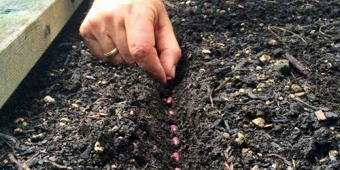 Kako posaditi pasulj